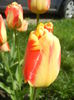 Tulipa Banja Luka (2015, April 19)