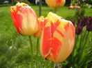 Tulipa Banja Luka (2015, April 19)