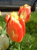 Tulipa Banja Luka (2015, April 19)