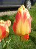 Tulipa Banja Luka (2015, April 19)