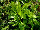 Polygonatum officinale