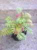 sorbus sorbifolia-tufa-15lei