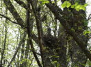 porumbelul gulerat