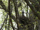 porumbelul gulerat