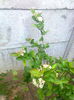Aronia Melanocarpa Hugin, 28.04.2015