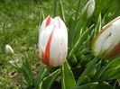 Tulipa Happy Generation (2015, April 19)