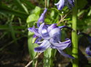 Hyacinth Isabelle (2015, April 19)