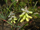 Muscari Golden Fragrance (2015, Apr.19)