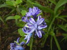 Hyacinth Isabelle (2015, April 20)