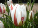 Tulipa Happy Generation (2015, April 20)
