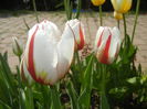 Tulipa Happy Generation (2015, April 20)