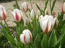 Tulipa Happy Generation (2015, April 20)