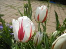 Tulipa Happy Generation (2015, April 20)