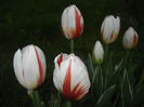 Tulipa Happy Generation (2015, April 20)