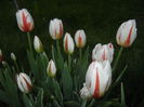 Tulipa Happy Generation (2015, April 20)