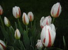 Tulipa Happy Generation (2015, April 20)