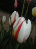 Tulipa Happy Generation (2015, April 20)