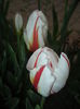 Tulipa Happy Generation (2015, April 20)