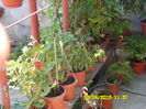 SAM_1880