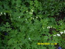 Dicentra alba