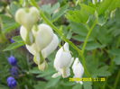 Dicentra alba