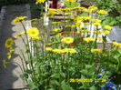 DORONICUM  MARGARETA GALBENA