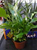 spatiphyllum