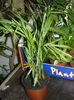 palmier areca