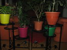 Picture My plants 2889