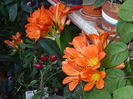 3 Clivia