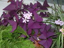 Oxalis rosu