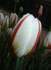 Tulipa Happy Generation (2015, April 20)