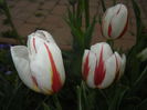 Tulipa Happy Generation (2015, April 20)