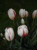 Tulipa Happy Generation (2015, April 21)