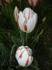 Tulipa Happy Generation (2015, April 21)