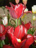Tulipa Pacific Pearl (2015, April 20)