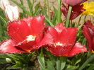 Tulipa Pacific Pearl (2015, April 20)