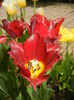 Tulipa Pacific Pearl (2015, April 20)