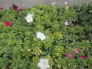 DSCN0730
