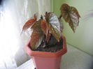 Begonia lucerna