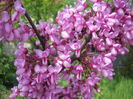 DSCN4270
