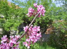 DSCN4273