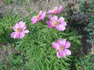DSCN4278