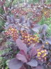 berberis