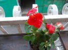 DSCN5483