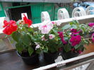 DSCN5485