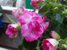 DSCN5490