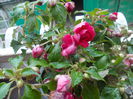DSCN5491