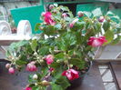 DSCN5492