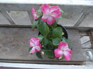 DSCN5465